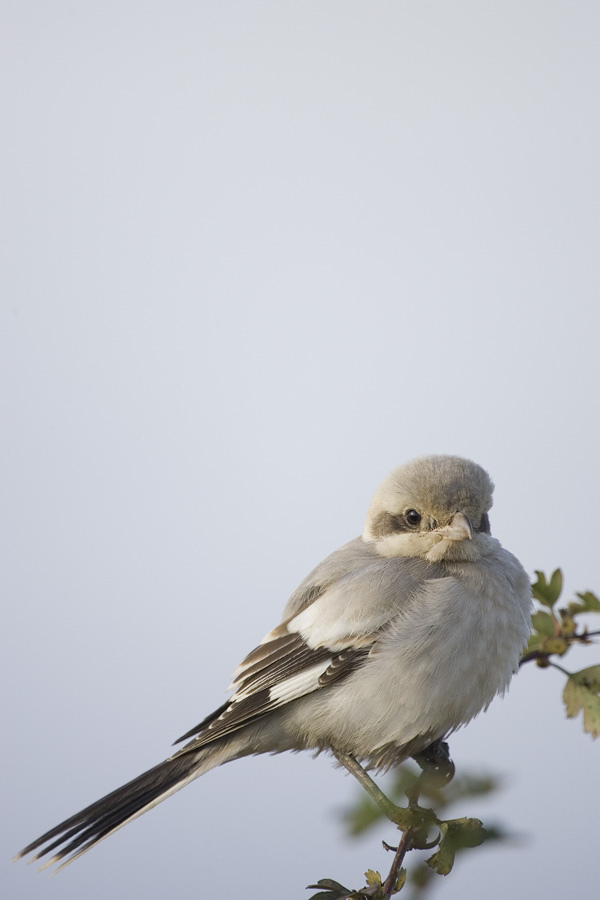 Steppe Grey Shrike