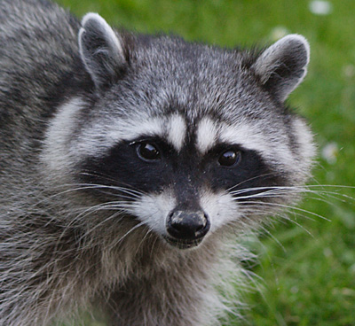 Raccoon