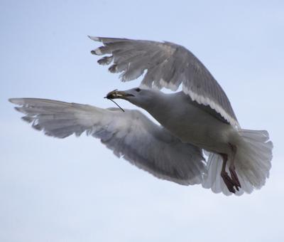 Glaucous-winged Gull (Larus glaucescens)
