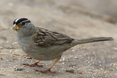 White-crowned Sparrow (Zonotrichia leucophrys)