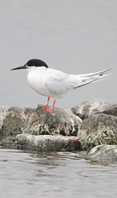 Roseate Tern
