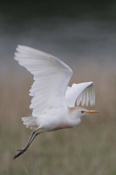 Cattle Egret