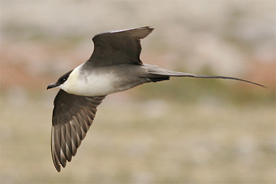 Long-tailed Skua