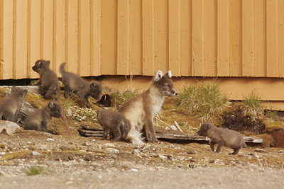 Arctic Fox, with nine pups.