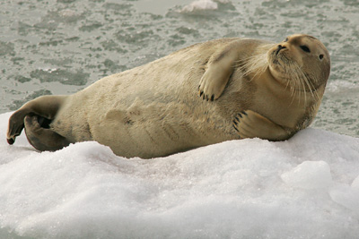 Bearded Seal
