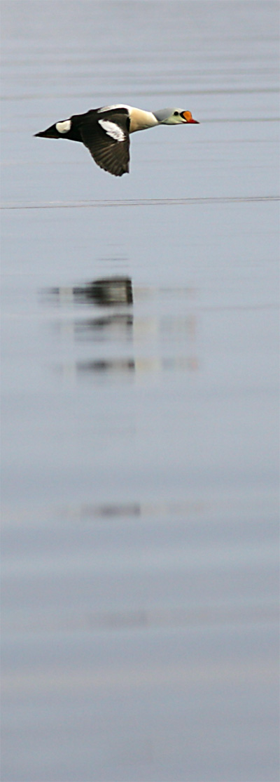 King Eider