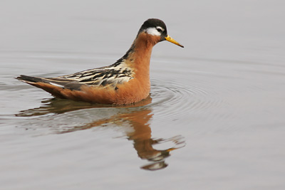 Grey (Red) Phalarope