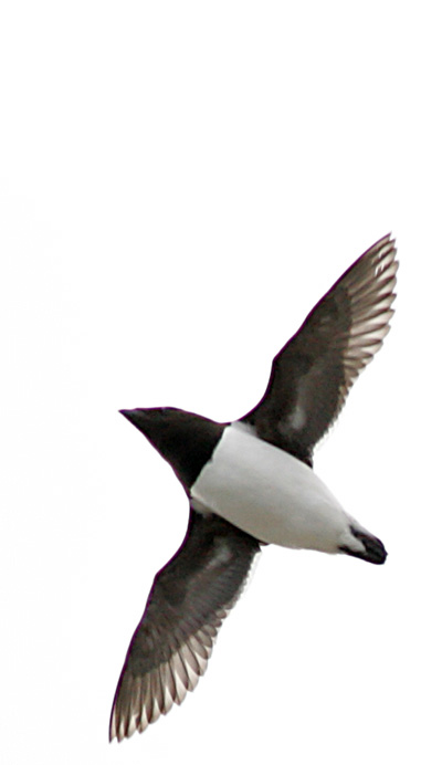 Little Auk