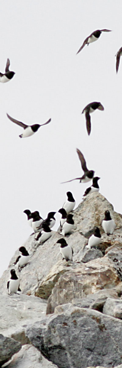Little Auks