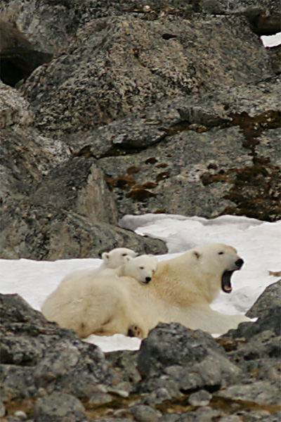 Polar Bears