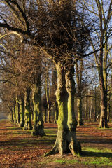 Lime Walk