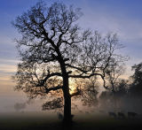 Autumn Mists
