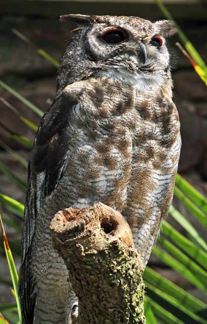 Owl 2