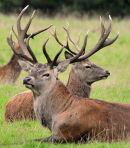 Deer 2