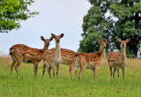 Deer 1