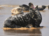 Seal 1