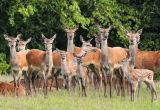 Deer 2