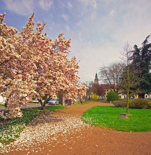 Garden