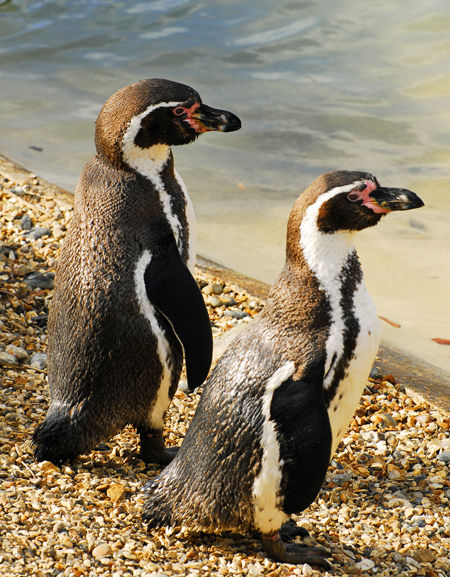 Penguins