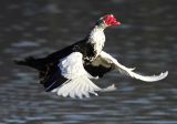Rapid Take Off