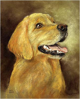 Golden Labrador