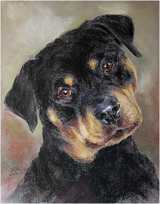 Rottweiler