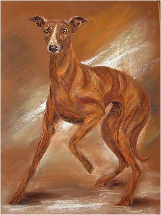 Whippet