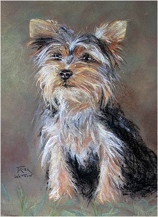 Yorkie
