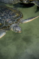 Better Photos at the Zoo