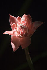 Photographing Flowers