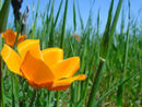 Summer Photography Tips