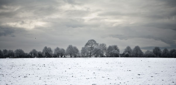 TreeScape 1