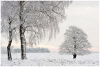 veluwe - deelerwoud