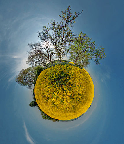Planet Rapseed by Mia Lewis