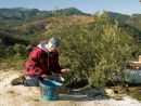 Ann hand picks olives on a very cold day!