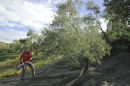 Agricultura shaking olive tree