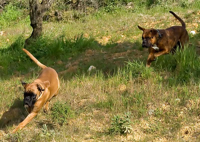 Milo and Fitz play a fun game of run and chase