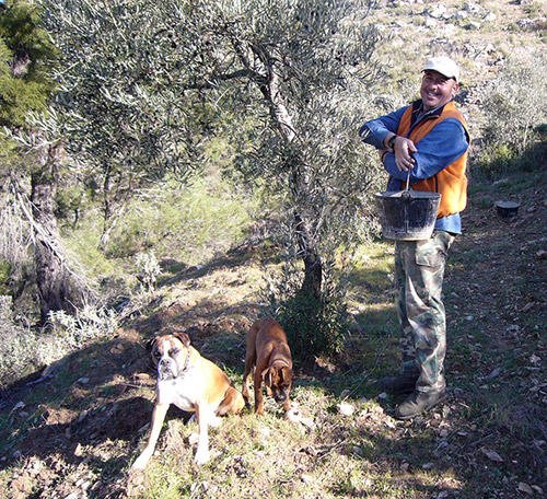Kenton and the dogs picking olives