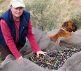 Olive harvest 2011