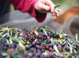 Olive harvest 2010