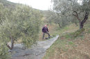 Our first 'real' olive harvest - 2006