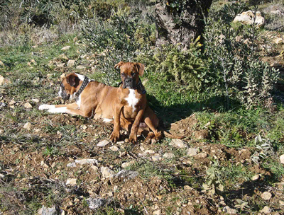 Max and Milo take a break