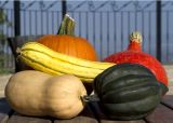 Winter crops